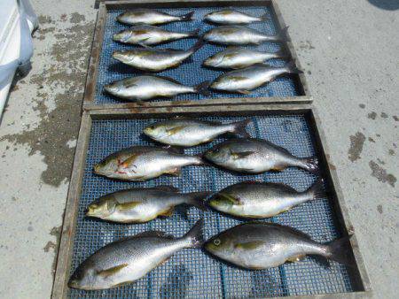 大進丸(愛知) 釣果