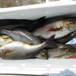 大進丸(愛知) 釣果