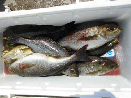 大進丸(愛知) 釣果