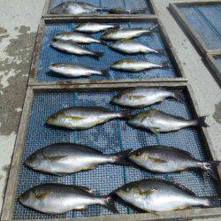 大進丸(愛知) 釣果