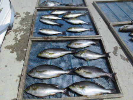 大進丸(愛知) 釣果