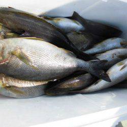 大進丸(愛知) 釣果