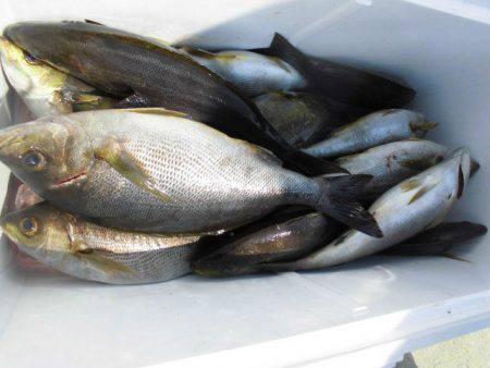 大進丸(愛知) 釣果