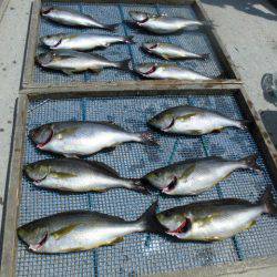 大進丸(愛知) 釣果