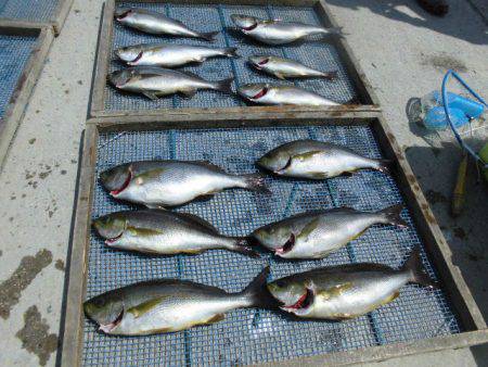 大進丸(愛知) 釣果