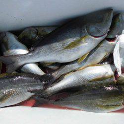 大進丸(愛知) 釣果