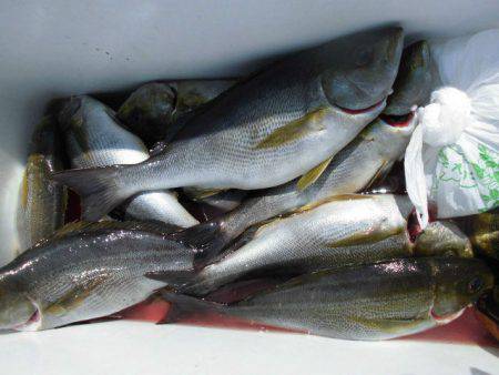 大進丸(愛知) 釣果