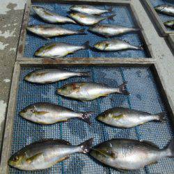 大進丸(愛知) 釣果