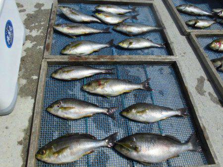 大進丸(愛知) 釣果