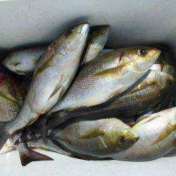 大進丸(愛知) 釣果