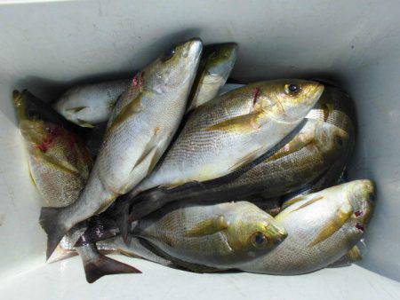 大進丸(愛知) 釣果