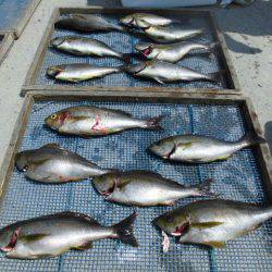 大進丸(愛知) 釣果