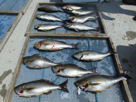 大進丸(愛知) 釣果