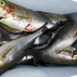 大進丸(愛知) 釣果