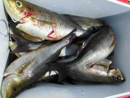 大進丸(愛知) 釣果