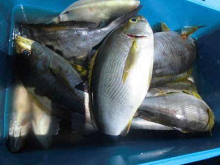 大進丸(愛知) 釣果