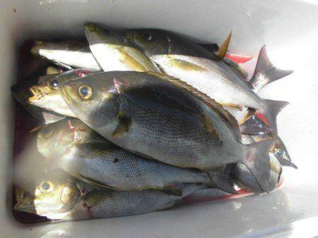 大進丸(愛知) 釣果