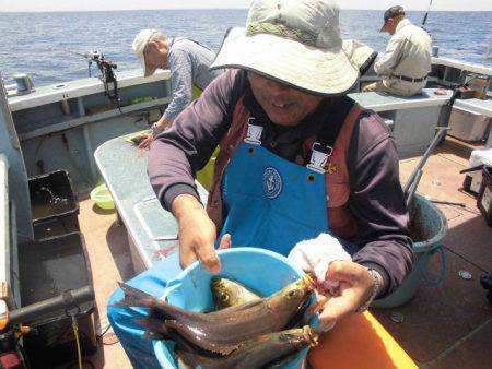 大進丸(愛知) 釣果