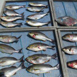 大進丸(愛知) 釣果