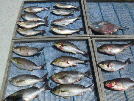 大進丸(愛知) 釣果