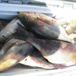 大進丸(愛知) 釣果