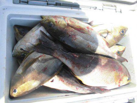 大進丸(愛知) 釣果