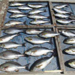 大進丸(愛知) 釣果