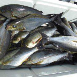 大進丸(愛知) 釣果