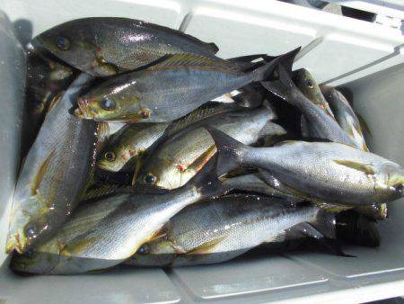 大進丸(愛知) 釣果