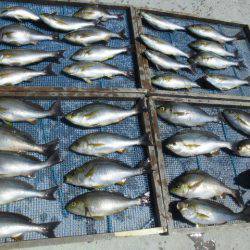 大進丸(愛知) 釣果