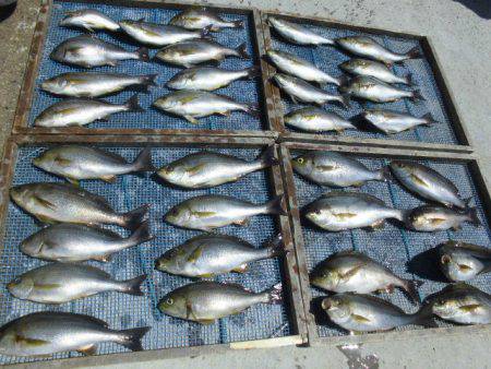 大進丸(愛知) 釣果