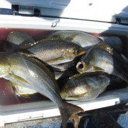 大進丸(愛知) 釣果