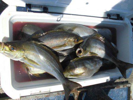 大進丸(愛知) 釣果