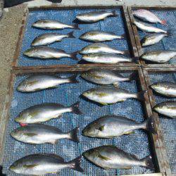 大進丸(愛知) 釣果