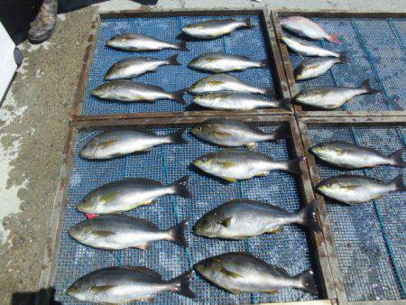 大進丸(愛知) 釣果