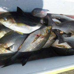 大進丸(愛知) 釣果