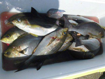 大進丸(愛知) 釣果