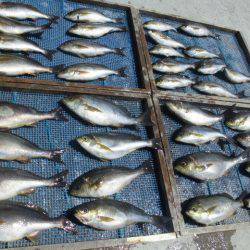 大進丸(愛知) 釣果