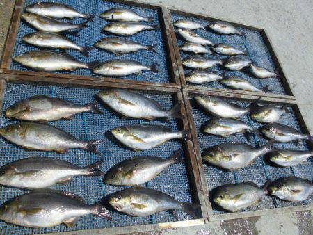 大進丸(愛知) 釣果