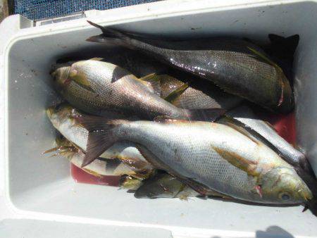 大進丸(愛知) 釣果