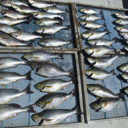 大進丸(愛知) 釣果