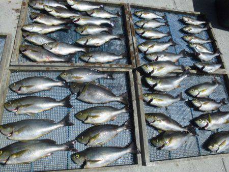 大進丸(愛知) 釣果