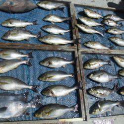 大進丸(愛知) 釣果