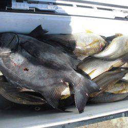 大進丸(愛知) 釣果