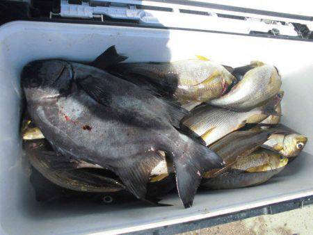 大進丸(愛知) 釣果