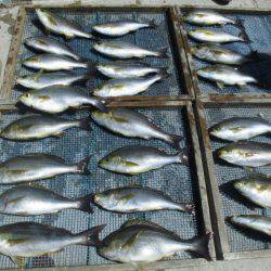 大進丸(愛知) 釣果