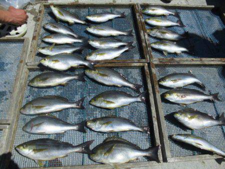 大進丸(愛知) 釣果