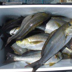 大進丸(愛知) 釣果