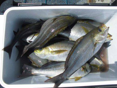 大進丸(愛知) 釣果