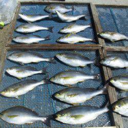 大進丸(愛知) 釣果